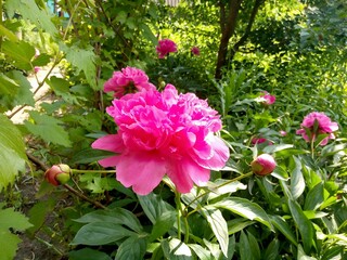 Pink peony photo