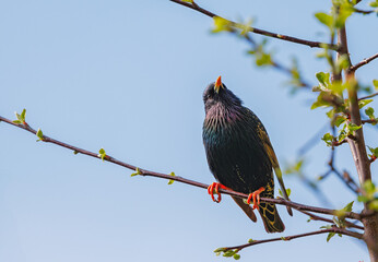 Starling - Sturnus vulgaris perches on branch before driving of Siskin at a garden feeder
