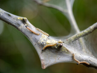 Detailed View of Tent Caterpillars on Silken Web