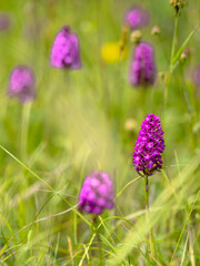 wild orchids