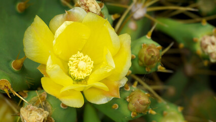 Yellow Opuntia stricta cactus flower.Blooming Prickly Pear plant in Tenerife,Canary Islands,Spain.Tropical succulent plants concept for design.Selective focus.
