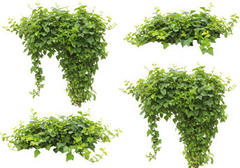 Fototapeta premium Green ivy plants clipping path isolated on transparent background