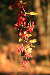 Ripe dogwood berries hang on branch. Wild berries. Ripe fruits of Cornus mas