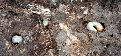 Larva of woodworm living under pine bark. Common furniture beetle. Insect pest