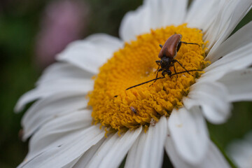 Escarabajo en una flor