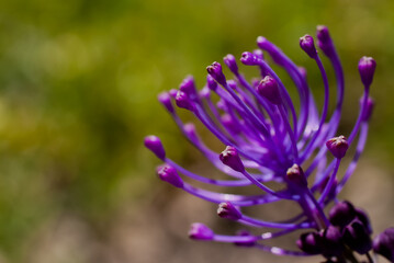 Flores