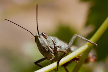 Saltamontes