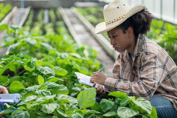 Farmers checking and caring for vegetables growing in a greenhouse, modern agriculture and organic farming concept.