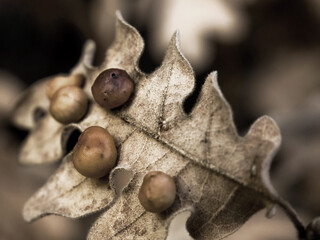 Hoja de roble seca