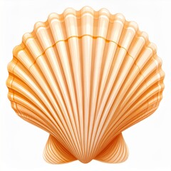 Pale Orange Scallop Seashell Close Up