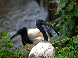 Ibis