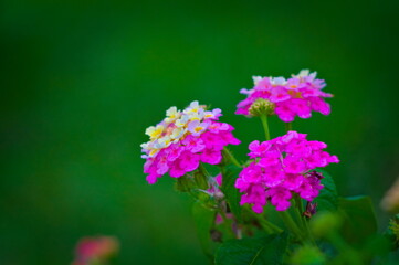 Flores blancas y fucsia de Lantana Camara 