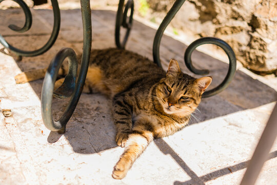 Striped tabby cat resting in shade under wrought iron table. Summer warmth, relaxed mood, and peaceful street life.