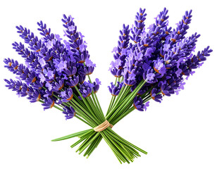 Obraz premium Lavender Flower Sprigs, Transparent PNG Clipart.