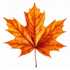 Orange and Brown Maple Leaf on White Background