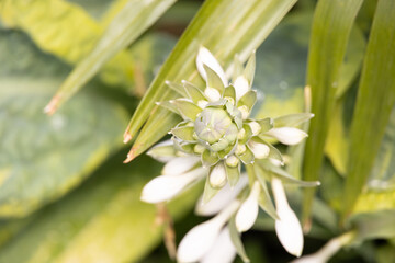 Close up of a white flower