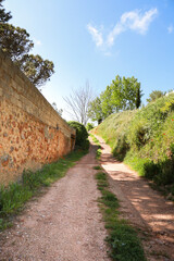 Path between green meadow with olive trees and poppies in Alcaraz, Spain
