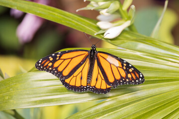 Monarch butterfly on a green leaf close-up