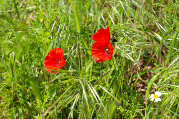 Obraz premium Colorful poppies under the sun