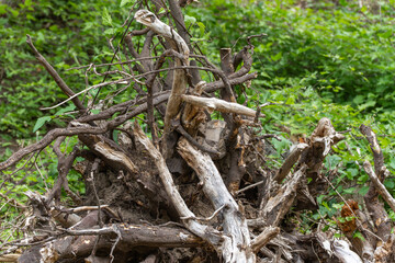 Complex root network of dead wood in the forest. The structure shows natural branching and traces of soil.