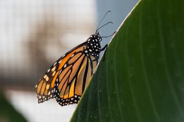 Monarch butterfly on a green leaf close-up