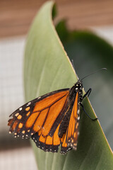 Monarch butterfly close-up
