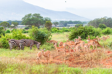 Impala antelope in Tsavo East National Park in Kenya