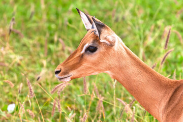 Impala antelope in Tsavo East National Park in Kenya