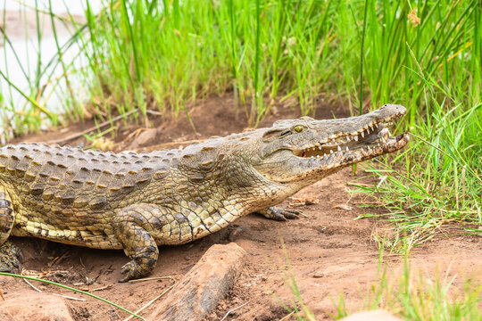 Crocodile in Tsavo East National Park. Kenya.