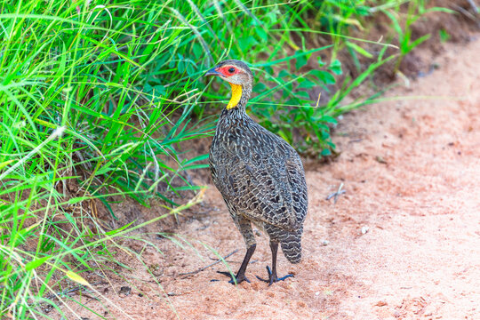Yellow necked spurfowl. Tsavo East National Park. Kenya.