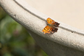 Eastern Comma, butterfly
