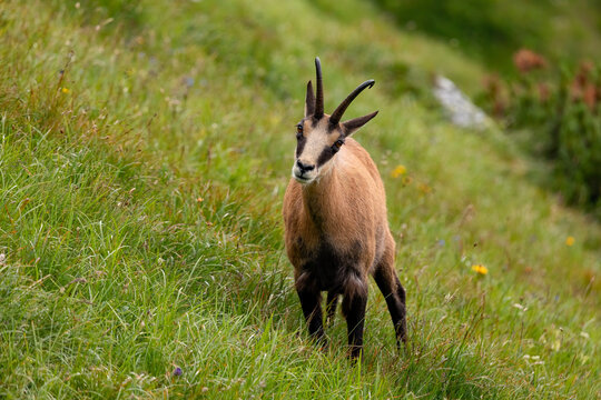 Tatra chamois standing on a steep grassy slope in the High Tatras National Park, Slovakia. Wild mountain goat in its natural alpine habitat looking up.