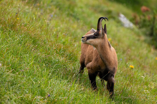 Tatra chamois standing on a steep grassy slope in the High Tatras National Park, Slovakia. Wild mountain goat in its natural alpine habitat looking up.