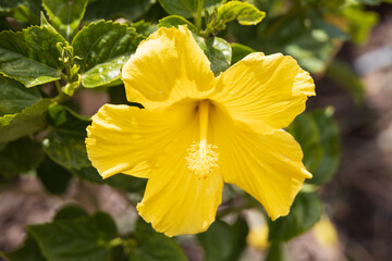 Yellow hibiscus flowerhead, close-up