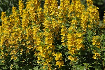 Vibrant yellow loosestrife flowers blooming in a dense garden bed. Bright summer floral background with lush green foliage. Perfect for nature and garden themes.