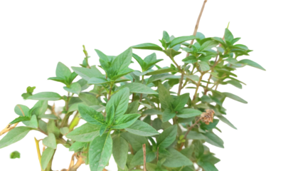  Basil Plant Isolated on a Transparent Background PNG