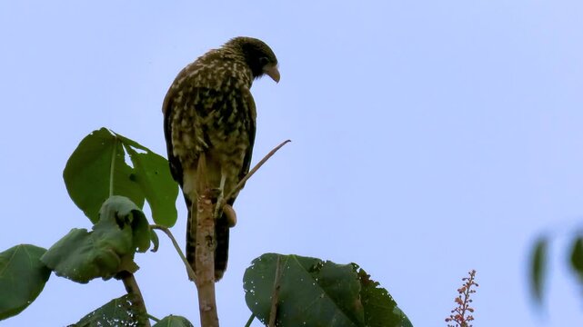 yellow-headed caracara (Milvago chimachima) juvenile