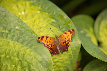 Eastern Comma, butterfly on a green leaf