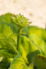 Close up of a green flower bud