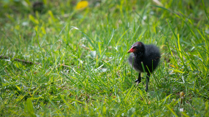 Baby Moorhen Walking on Grass
