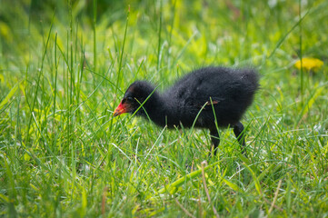 Baby Moorhen Walking on Grass