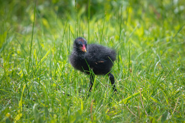 Baby Moorhen Walking on Grass
