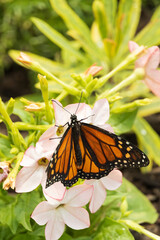 Monarch butterfly on pink flowers
