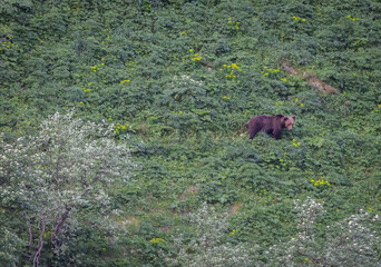 Nature walk observing brown bears, in various postures, and storks with their young in their nests
