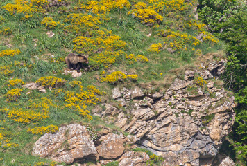 Nature walk observing brown bears, in various postures, and storks with their young in their nests