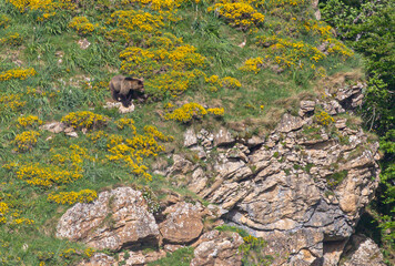 Nature walk observing brown bears, in various postures, and storks with their young in their nests