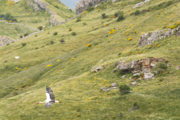 Nature walk observing brown bears, in various postures, and storks with their young in their nests