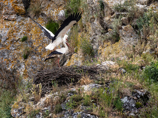 Nature walk observing brown bears, in various postures, and storks with their young in their nests