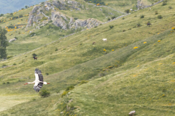 Nature walk observing brown bears, in various postures, and storks with their young in their nests