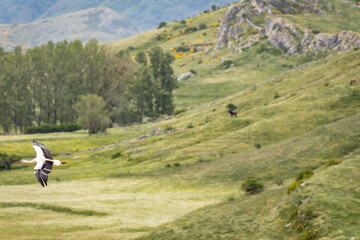 Nature walk observing brown bears, in various postures, and storks with their young in their nests